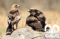 گونه عقاب پر پا Booted Eagle 